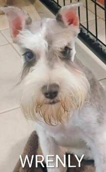 Wrenly -  Schnauzer and Wirehaired Terrier Dog for Adoption in Thompson Falls, Montana - Wrenly | PetCurious