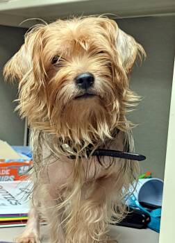 Charlie -  Yorkshire Terrier Dog for Adoption in Petersburg, Virginia - Charlie | PetCurious