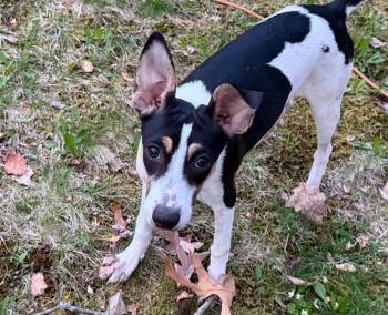 Mixed Breed Dogs Available for Adoption in Sandwich, Massachusetts - Bella | PetCurious