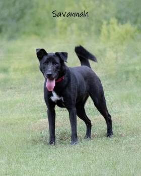 Savannah -  Chow Chow Dog for Adoption in Watkinsville, Georgia - Savannah | PetCurious