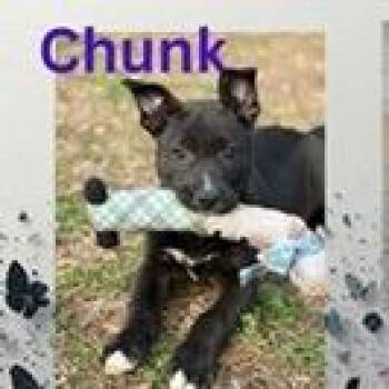 Shepherd and Mixed Breed Dogs Available for Adoption - Chunk | PetCurious