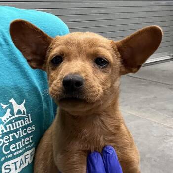 Rhinestone -  Mixed Breed Dog for Adoption in Las Cruces, New Mexico - Rhinestone | PetCurious