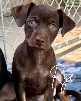 Rye -  Rat Terrier and Chihuahua Dog for Adoption in Herald, California - Rye | PetCurious