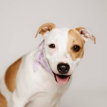 Rescue American Staffordshire Terrier Dogs for Adoption in Oak Ridge North, Texas - Gigi | PetCurious