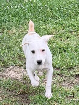 Spaniel Dogs Available for Adoption in Baker, Louisiana - Ophelia  | PetCurious