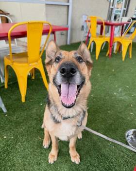 Manuka -  German Shepherd Dog Dog for Adoption - Manuka | PetCurious