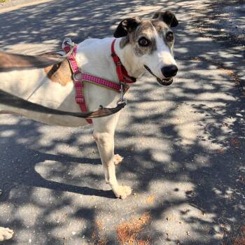 Millie -  Greyhound Dog for Adoption in Larkfield-wikiup, California - Millie | PetCurious