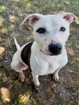 Pointer and Mixed Breed Dogs Available for Adoption - ELLIOTT PAGE | PetCurious