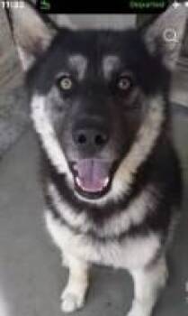 REIGN THE STUNNING SHEPSKY -  German Shepherd Dog and Siberian Husky Dog Available for Adoption in Missoula, Montana - REIGN THE STUNNING SHEPSKY | PetCurious