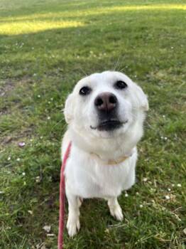 Rescue Shiba Inu Dogs for Adoption in Tacoma, Washington - Honey | PetCurious