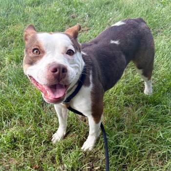 Cartwheel -  Pit Bull Terrier Dog for Adoption in Saint Joseph, Missouri - Cartwheel | PetCurious
