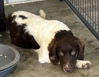 Cinnabon -  English Springer Spaniel Dog for Adoption in Brownstown, Indiana - Cinnabon | PetCurious