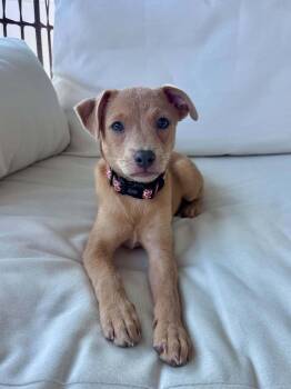 Tate -  Chihuahua Dog for Adoption in New Smyrna Beach, Florida - Tate | PetCurious