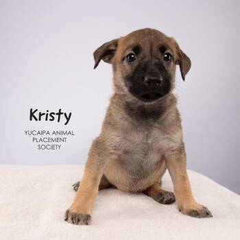 Kristy -  Shepherd Dog for Adoption in Yucaipa, California - Kristy | PetCurious
