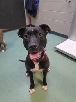 Oreo -  Pit Bull Terrier Dog for Adoption in Williamsport, Pennsylvania - Oreo | PetCurious