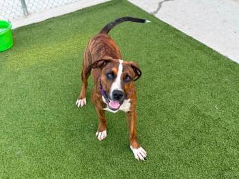Jackson -  Terrier Dog for Adoption in Athens, Tennessee - Jackson | PetCurious