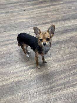 Mimi -  Chihuahua Dog for Adoption in Holly Springs, North Carolina - Mimi | PetCurious