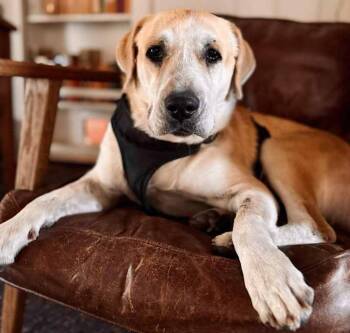 Rescue Labrador Retriever Dogs for Adoption in Brookshire, Texas - Ray Wright | PetCurious