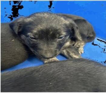 Rottweiler and Mixed Breed Dogs Available for Adoption - Star | PetCurious