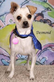 Chihuahua and Shepherd Dogs Available for Adoption in Gilbert, Arizona - Desmond | PetCurious