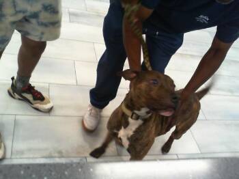 Pit Bull Terrier and Mixed Breed Dogs Available for Adoption in Charlotte, North Carolina - A1265006 | PetCurious