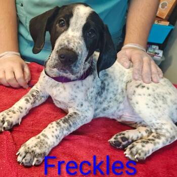 Freckles -  Coonhound and Mixed Breed Dog for Adoption in Chicago, Illinois - Freckles | PetCurious