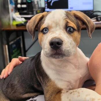 Mason -  Pit Bull Terrier and Mixed Breed Dog for Adoption in Dayton, Ohio - Mason | PetCurious