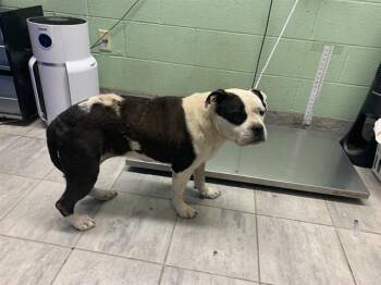 OLIVE -  Boxer and Mixed Breed Dog for Adoption in Grand Prairie, Texas - OLIVE | PetCurious