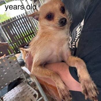 Chihuahua and Mixed Breed Dogs Available for Adoption - Charlie | PetCurious