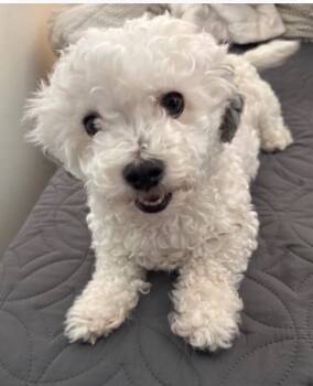 Maltese Dogs Available for Adoption in Anthem, Arizona - Gladys Knight | PetCurious