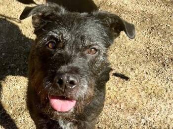 Mixed Breed Dogs Available for Adoption - Sirius | PetCurious