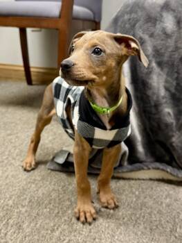 Chihuahua and Miniature Pinscher Dogs Available for Adoption - Spud The Mixed Breed Puppy! | PetCurious