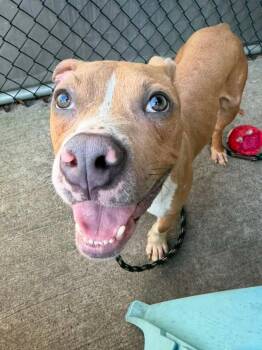Wesley -  Pit Bull Terrier Dog for Adoption in Chicago, Illinois - Wesley | PetCurious
