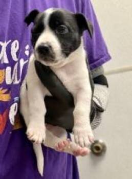 Penne -  Mixed Breed Dog for Adoption in Lawrenceville, Georgia - Penne | PetCurious