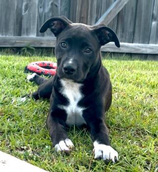 Stella -  American Staffordshire Terrier Dog for Adoption in Manhasset, New York - Stella | PetCurious