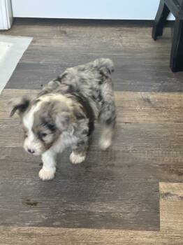 Dogs for Sale - N/a | PetCurious