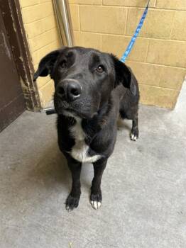 Rescue German Shepherd Dog Dogs for Adoption in Stockton, California - FATSO | PetCurious