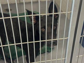 Leelo Ah -  Labrador Retriever Dog for Adoption in Kingman, Arizona - Leelo Ah | PetCurious