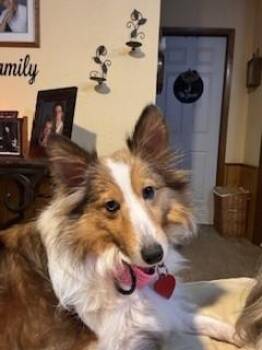 Rescue Shetland Sheepdog Sheltie Dogs for Adoption in Vale, North Carolina - Nyla | PetCurious