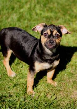 Minnow -  Puggle and Chihuahua Dog for Adoption in Battle Creek, Michigan - Minnow | PetCurious