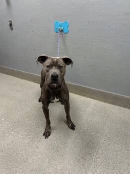 FINN -  Pit Bull Terrier Dog for Adoption in Las Vegas, Nevada - FINN | PetCurious
