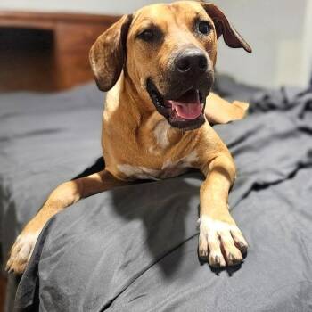 Honey -  Labrador Retriever and Mixed Breed Dog for Adoption in Corpus Christi, Texas - Honey | PetCurious