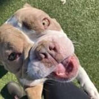 Lola -  American Bully Dog for Adoption in Hilliard, Ohio - Lola | PetCurious