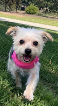 COCO THE CUTEST YORKIE -  Yorkshire Terrier Dog for Adoption in Woodland, California - COCO THE CUTEST YORKIE | PetCurious