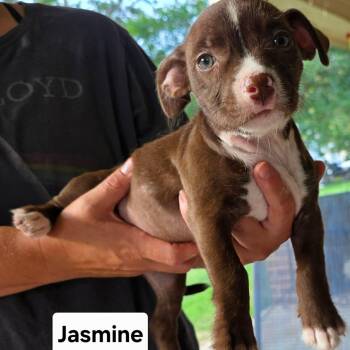Jasmine -  American Staffordshire Terrier Dog for Adoption in Mooresville, North Carolina - Jasmine | PetCurious