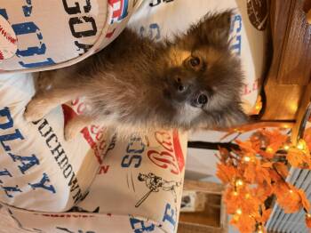 Bentley -  Pomeranian Dog for Adoption in North Freedom, Wisconsin - Bentley | PetCurious