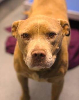 26-00986 -  Pit Bull Terrier Dog for Adoption in Fredericksburg, Virginia - 26-00986 | PetCurious