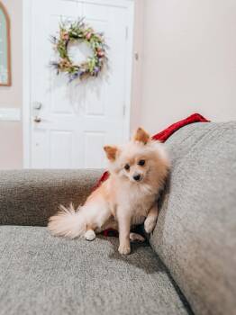Pomeranian Dogs Available for Adoption - Milo | PetCurious
