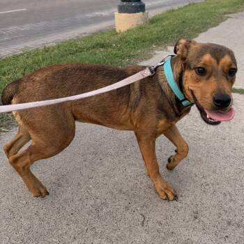 Honey -  Shepherd Dog for Adoption in Harlingen, Texas - Honey | PetCurious