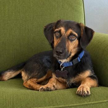 Brunson - The Big Hearted -  Basset Hound and Beagle Dog for Adoption in Carolina, Carolina - Brunson - The Big Hearted | PetCurious